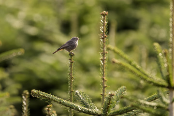 Red robin sitting on top of a tree
