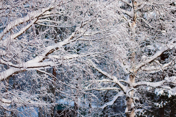 new snow on branches