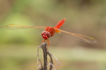 Red Dragon Fly