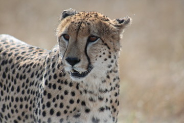 Cheetah 