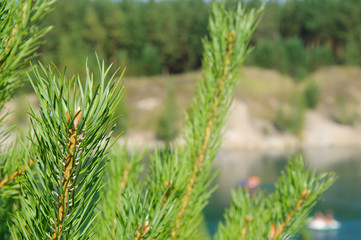 green pine branches on lake in mountains