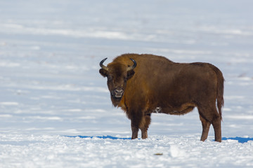 European bison - Bison bonasus in the Knyszyn Forest (Poland)