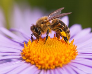 bee or honeybee sitting on flower