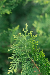 Fototapeta premium pine leaves, Evergreen Thuja background, Winter tree and christmas tree background concept