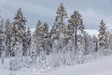 Wald im Winter in Schweden