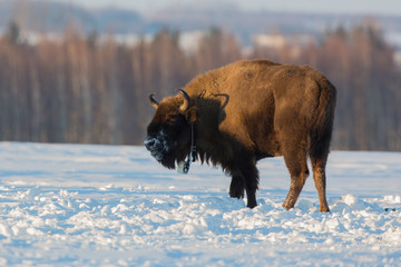 European bison - Bison bonasus in the Knyszyn Forest (Poland)