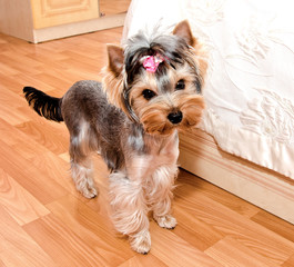 Beautiful puppy yorkshire terrier with bow