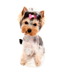 Beautiful puppy yorkshire terrier with bow isolated on a white