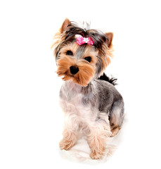 Beautiful puppy yorkshire terrier with bow isolated on a white