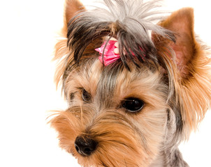 Beautiful puppy yorkshire terrier with bow isolated on a white