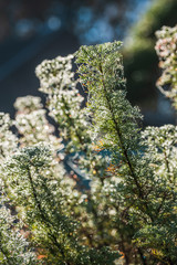 Cola Kraut mit Morgentau im November