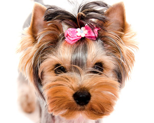 Beautiful puppy yorkshire terrier with bow isolated on a white