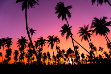 Silhouette coconut palm trees with sunset and flare sky background.