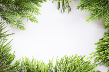 juniper, Thuja twig Christmas border on white background