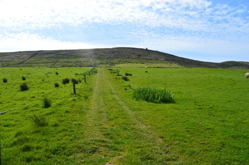 Fototapeta na wymiar Green landscape in Ireland