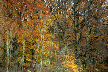 Autumn landscape yellow and orange trail,to get into the forest.