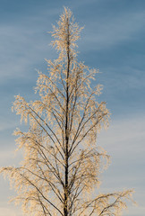 Wald im Winter in Schweden