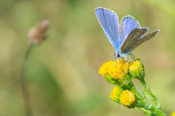 Common Blue Butterfly on a Yellow Plant