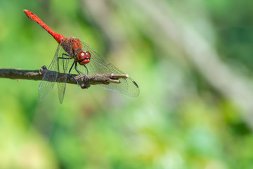 Red Dragonfly on a Twig with Green Background