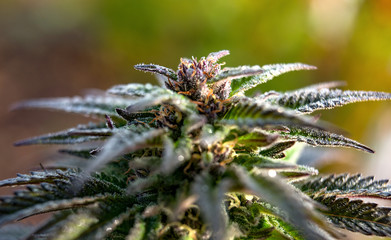 macro photo of marijuana buds outdoors farm