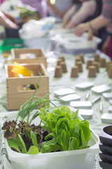 taller de cultivo de lechugas