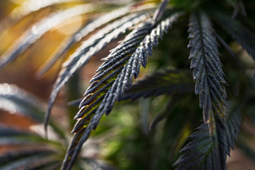 purple marijuana leaf close-up wallpaper