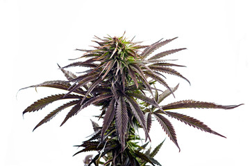 purple marijuana strain flower bud cannabis plant - Powered by Adobe