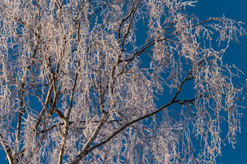 Wald im Winter in Schweden