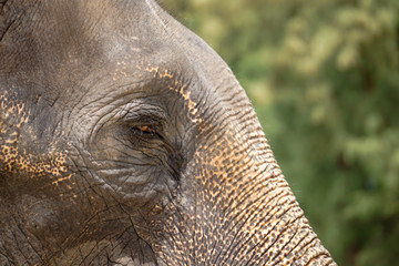 Sad elephant eye blur background detail