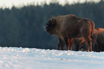 European bison - Bison bonasus in the Knyszyn Forest (Poland)