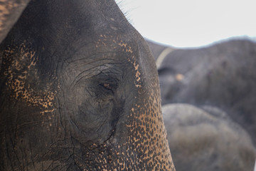 Sad elephant eye blur background detail