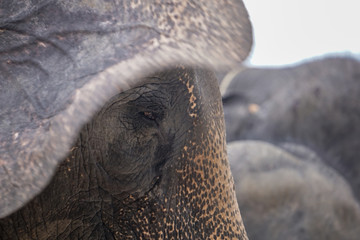 Sad elephant eye blur background detail