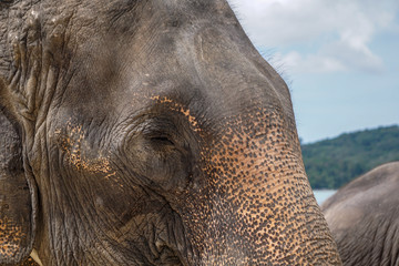 Sad elephant eye blur background detail