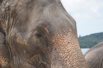 Sad elephant eye blur background detail