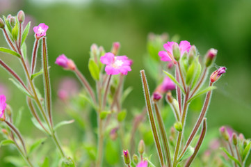 vegetación en verano en el Humedal de Salburua, Vitoria-Gasteiz (Spain)