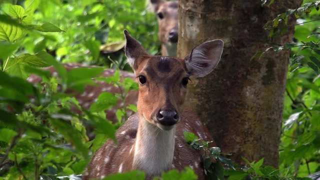 Portrait of Female Chital or Cheetal (Axis axis), also known as Spotted Deer or Axis Deer in Forest