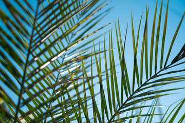 tropical palms leaf.