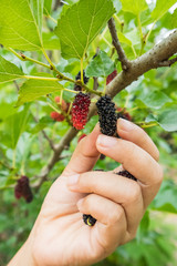 Naklejka na ściany i meble Nature of Mulberry on the tree fresh green in garden with hand of man keep fruit for eat.