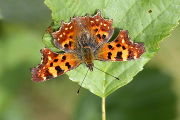 Comma butterfly, Polygonia c-album