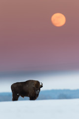 European bison - Bison bonasus in the Knyszyn Forest (Poland) © szczepank