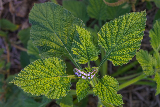 Alacransillo, Eye bright, Indian Heliotrope, Turnsole