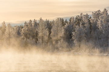 Obraz na płótnie Canvas Wald im Winter in Schweden