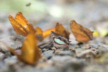 Close up of  butterfly on the ground in nature