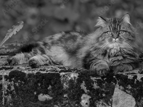Chat Majestueux Animal Poster Animal Animal Posters Wallsheaven Pascal
