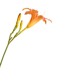 Fototapeta na wymiar Single pink and yellow flower of a daylily isolated