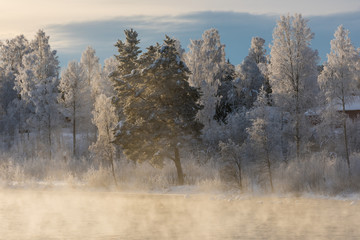 Obraz na płótnie Canvas Wald im Winter in Schweden