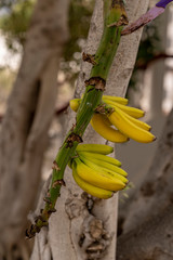 Canarian banans in Buenavista del Norte, Tenerife, Spain