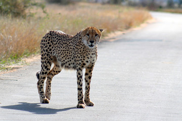 cheetah on the road