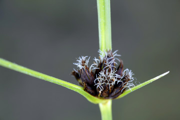 Sea clubrush, also called cosmopolitan bulrush, alkali bulrush, saltmarsh bulrush, and bayonet grass