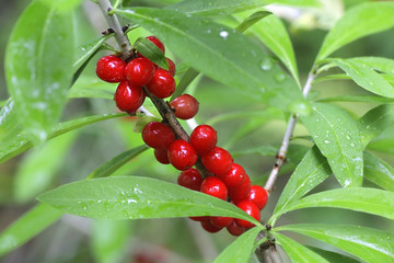 Fruits of Daphne mezereum, commonly known as February daphne, mezereon, mezereum, spurge laurel or...